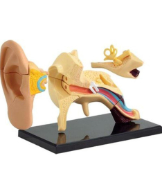Edu Toys Anatomija model ljudskog uha edukativna igračka - 11781