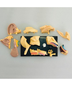Edu Toys Anatomija model ljudskog uha edukativna igračka - 11781