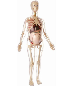 Edu Toys Anatomija trudne ženee dukativna igračka - 11782
