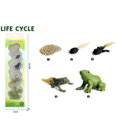 Life Cycle Životni ciklus žabe set od 4 dela - 34651