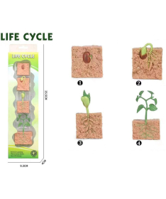 Life Cycle Životni ciklus biljke set od 4 dela - 34654