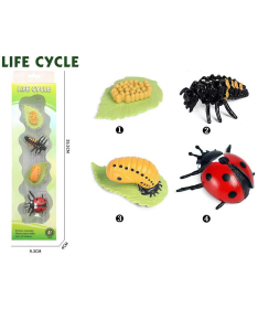 Life Cycle Životni ciklus bubamare set od 4 dela - 34652