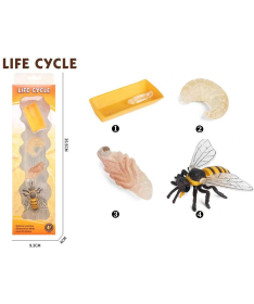 Life Cycle Životni ciklus pčele set od 4 dela - 34653
