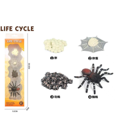 Life Cycle Životni ciklus pauka set od 4 dela - 34655